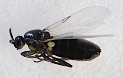 Thripomorpha sp.
